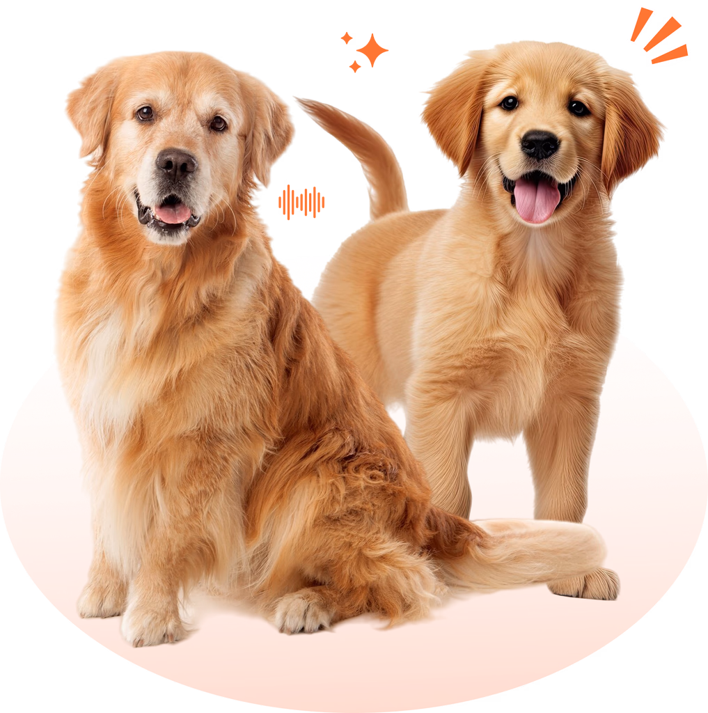 Mascotas en Migo