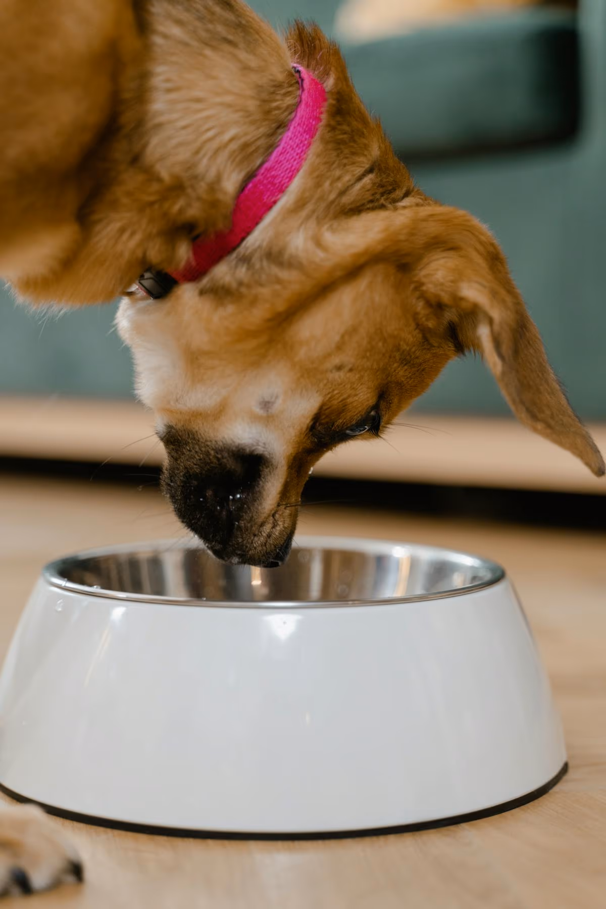 Guia de alimentación para perros y gatos según su edad