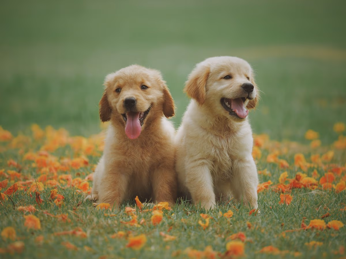 El primer año de tu cachorro: guia completa de cuidados