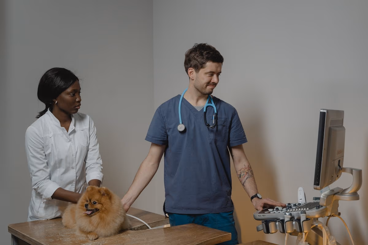 Esterilización de perros y gatos: beneficios reales y mitos comunes