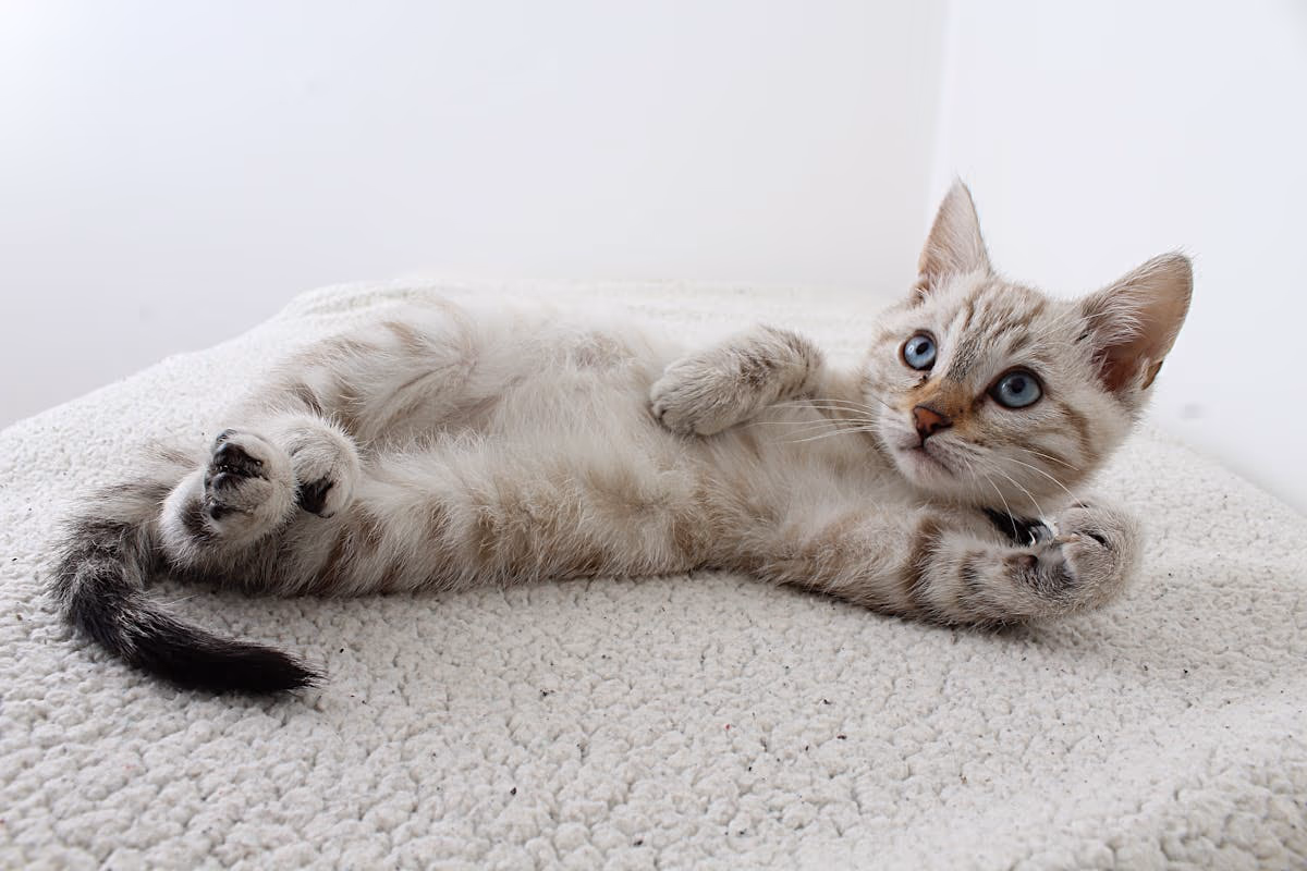 Como saber si mi gato esta enfermo: 7 señales de alerta