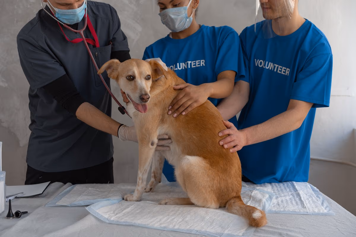 Salud dental en perros y gatos: por que es tan importante