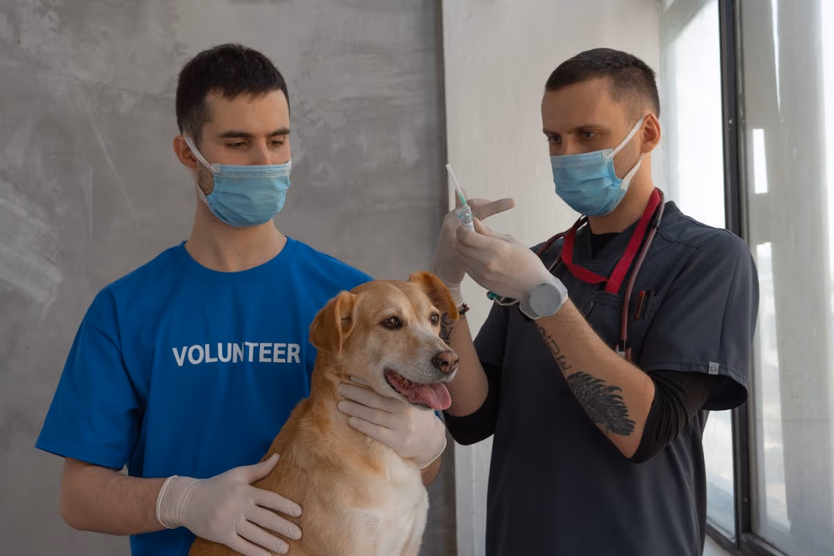 Cada cuanto vacunar a mi perro: guia completa